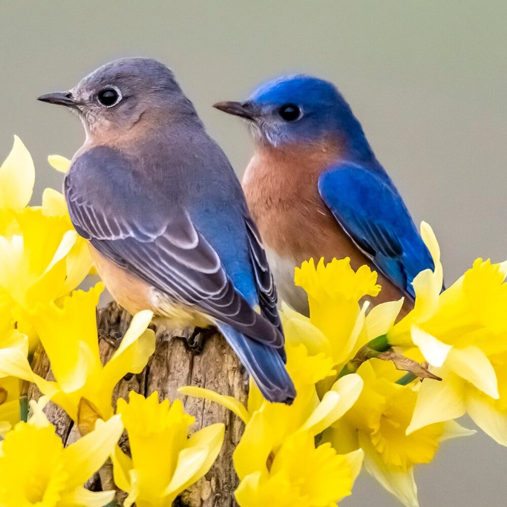 Birds of a Feather Shop Together !!